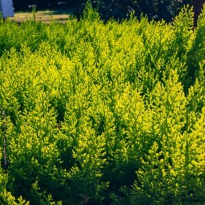 Thuja occidentalis Aurea Nana - Vue d'ensemble