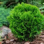 Thuja occidentalis Danica - Vue d'ensemble