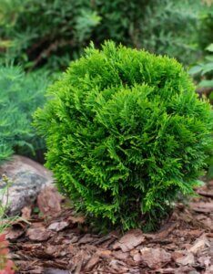 Thuja occidentalis Danica - Vue d'ensemble