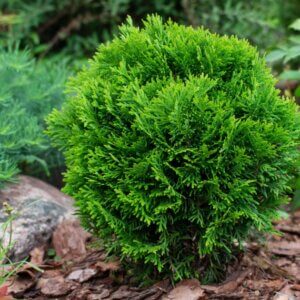 Thuja occidentalis Danica - Vue d'ensemble