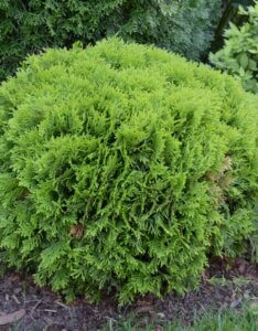 Thuja occidentalis Danica - Vue d'ensemble