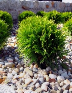 Thuja occidentalis Danica - Jeune plant