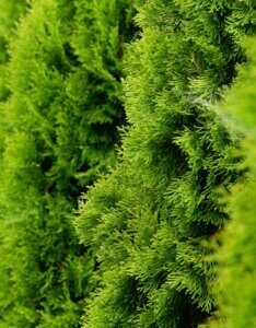 Thuja occidentalis Golden Smaragd - Feuillage