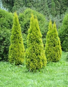 Thuja occidentalis Golden Smaragd - Vue d'ensemble