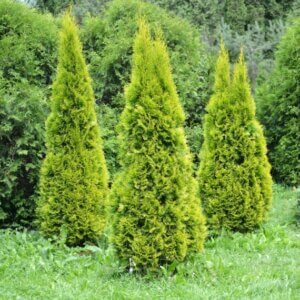 Thuja occidentalis Golden Smaragd - Vue d'ensemble