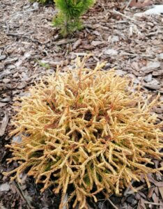 Thuja occidentalis Golden Tuffet - Vue d'ensemble