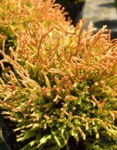 Thuja occidentalis Golden Tuffet - Vue d'ensemble