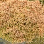 Thuja occidentalis Golden Tuffet - Vue d'ensemble