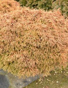 Thuja occidentalis Golden Tuffet - Vue d'ensemble