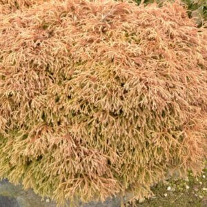 Thuja occidentalis Golden Tuffet - Vue d'ensemble