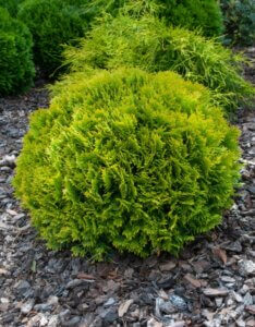 Thuja occidentalis Mirjam - Vue d'ensemble