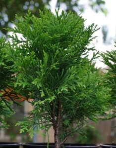 Thuja occidentalis Mirjam - Feuillage