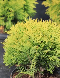 Thuja occidentalis Mirjam - Plante en pot