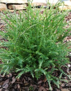 Thuja occidentalis Mr. Bowling Ball - Jeune plant