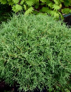 Thuja occidentalis Mr. Bowling Ball - Feuillage