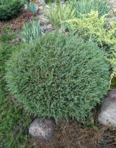 Thuja occidentalis Mr. Bowling Ball - Vue d'ensemble