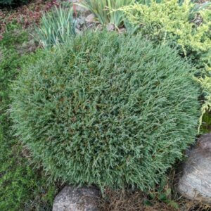Thuja occidentalis Mr. Bowling Ball - Vue d'ensemble