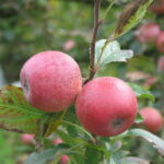 Amère nouvelle - Pomme à cidre
