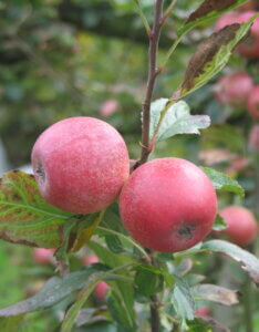 Amère nouvelle - Pomme à cidre
