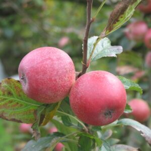 Amère nouvelle - Pomme à cidre