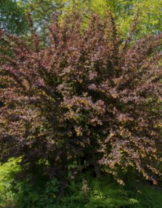 Berberis ottawensis Superba - Epine-vinette - Vue d'ensemble