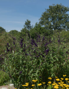 Buddleia davidii Black Knight - Arbre aux papillons - Vue d'ensemble