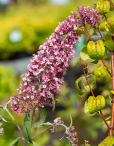 Buddleia davidii Pink Delight - Arbre aux papillons - Inflorescence