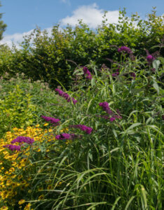Buddleia davidii Royal Red - Arbre aux papillons - Vue d'ensemble