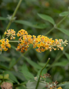 Buddleia davidii Sungold - Arbre aux papillons - Inflorescence