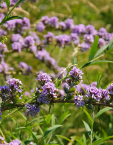 Buddleja alternifolia - Arbre aux papillons à feuilles alternes - Inflorescence