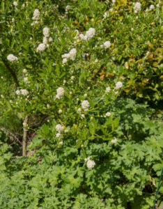 Ceanothus Millerton Point - Céanothe - Lilas de Californie - Vue d'ensemble