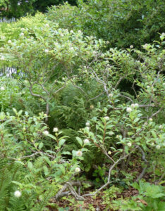 Cephalanthus occidentalis - Bois-bouton - Céphalanthe occidental - Vue d'ensemble