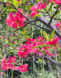 Chaenomeles superba Pink Lady - Cognassier du Japon - Vue d'ensemble