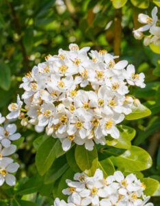 Choisya ternata - Oranger du Mexique - Inflorescence