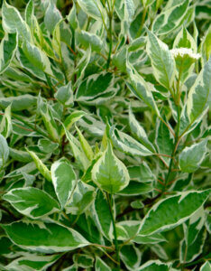Cornus alba Sibirica Variegata - Cornouiller panaché - Jeunes pousses