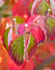 Cornus florida - Cornouiller de Floride - Feuillage automnal