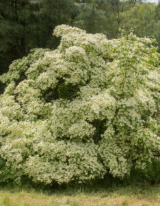 Cornus kousa Chinensis - Cornouiller du Japon - Vue d'ensemble