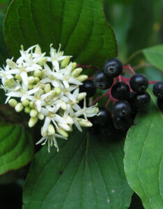 Cornus sanguinea Midwinter Fire - Cornouillier sanguin - Inflorescence et fructification