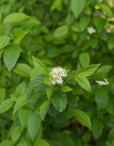 Cornus sericea Kelseyi - Cornouiller stolonifère nain - Fleur