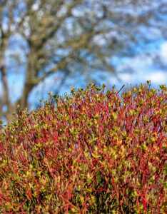Cornus sericea Kelseyi - Cornouiller stolonifère nain - Jeunes pousses