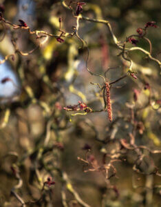 Corylus avellana Red Majestic - Noisetier tortueux pourpre - Bois et chatons