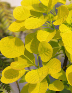 Cotinus coggygria Golden Spirit - Arbre à Perruques - Feuillage