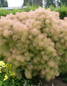 Cotinus coggygria Young Lady - Arbre à Perruques - Vue d'ensemble