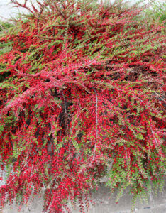 Cotoneaster horizontalis - Cotoneaster rampant - Vue d'ensemble