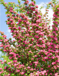 Crataegus media Paul's Scarlet - Aubépine - Belle épine - Vue d'ensemble