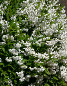 Deutzia rosea Campanulata - Arbuste compact florifère - Vue d'ensemble