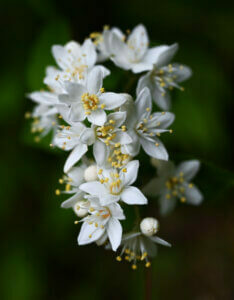 Deutzia rosea Campanulata - Arbuste compact florifère - Fleurs