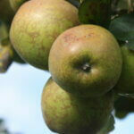 Pommier Armagnac - Pomme à cidre