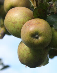 Pommier Armagnac - Pomme à cidre