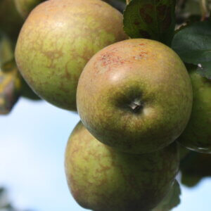 Pommier Armagnac - Pomme à cidre